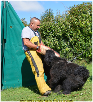 JOHN ROSS bouvier des Flandres du Clos de la Luette